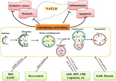 Herbal Extracts and Natural Products in Alleviating Non-alcoholic Fatty Liver Disease via Activating Autophagy